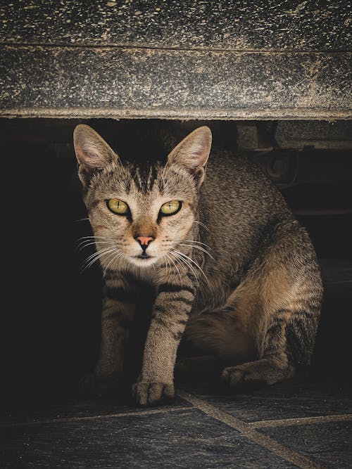 Gratis stockfoto met beest, cyperse kat, dierenfotografie