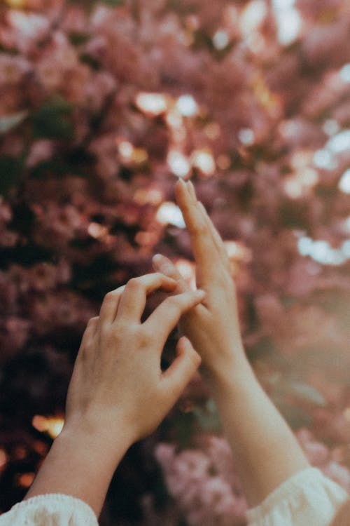 Raised Hands with a Pink Tree in the Background