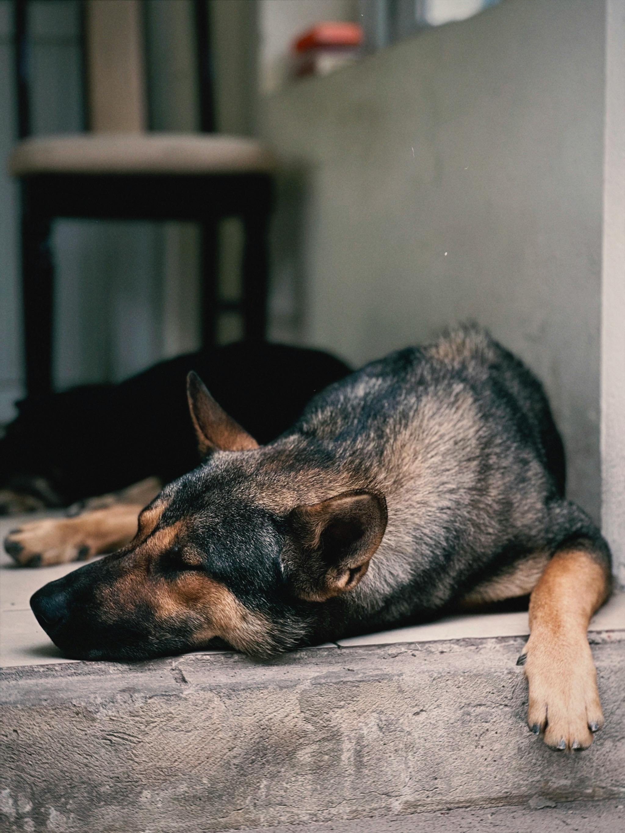 A relaxed German Shepherd dog sleeping on an indoor porch step, capturing tranquility.