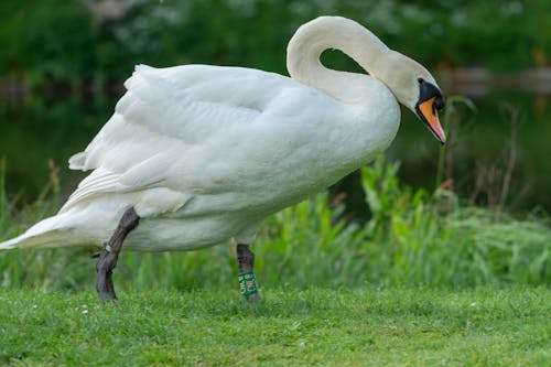 Swan Walking