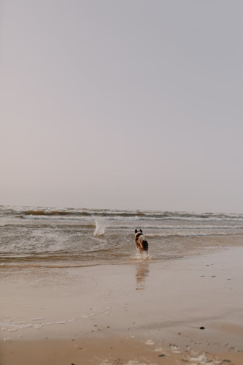Dog near Waves on Sea Shore