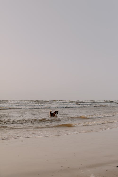 Dog on Sea Shore with Waves