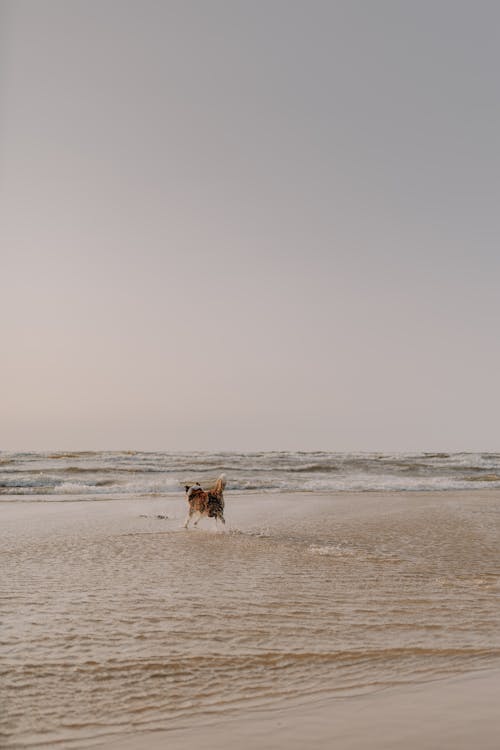 무료 개, 동물, 바다의 무료 스톡 사진