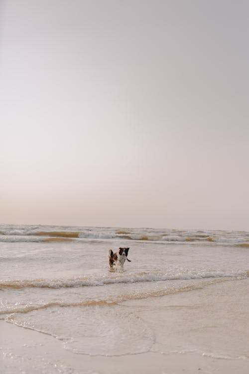 Waves and Dog on Sea Shore