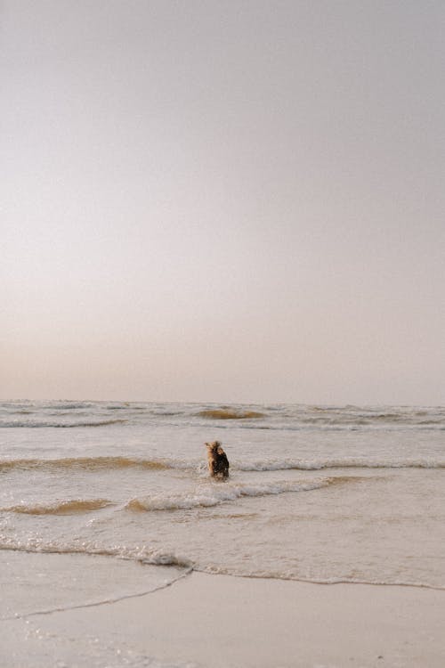 Dog on Sea Shore