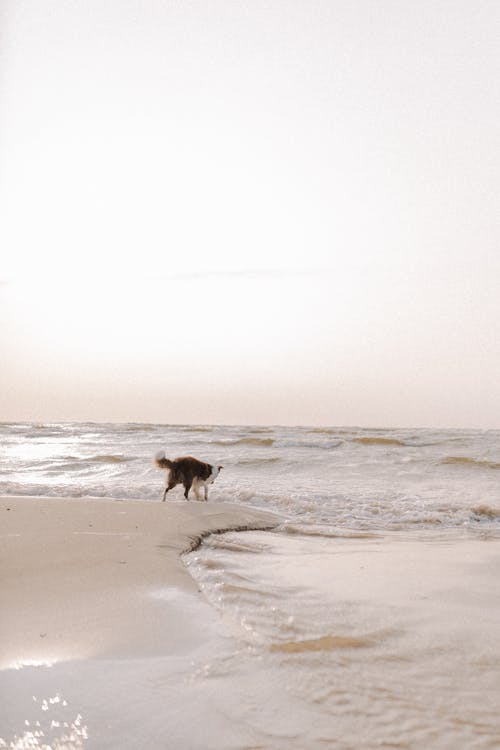 A Dog Running on the Beach 