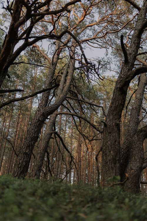 Free Dramatic view of a pine forest showcasing twisted branches and tall trees. Stock Photo