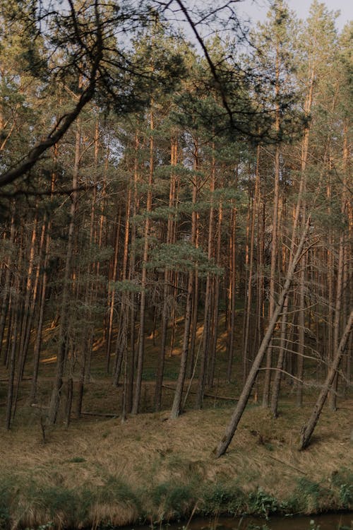 垂直ショット, 常緑樹, 成長の無料の写真素材