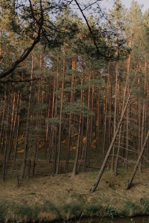 Free Serene view of a dense pine forest, captured in calming daylight. Stock Photo