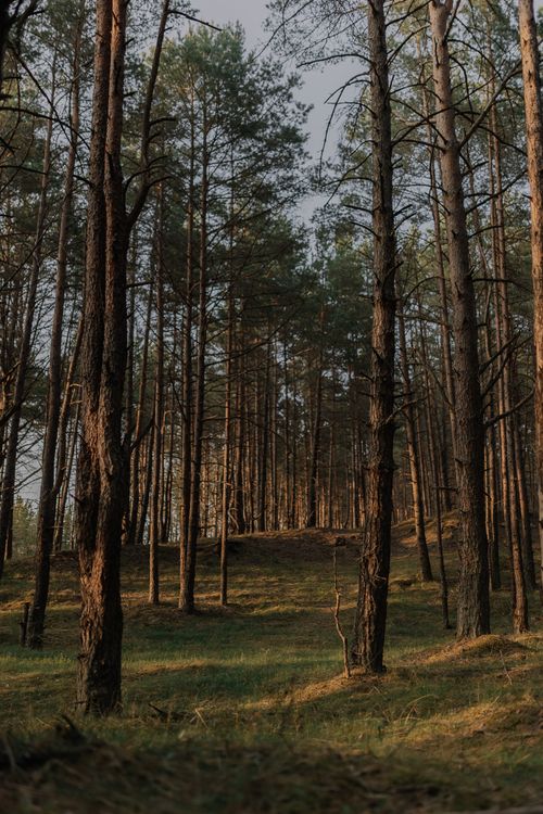 Free Tranquil view of tall pines in a sunlit forest clearing during summer. Stock Photo