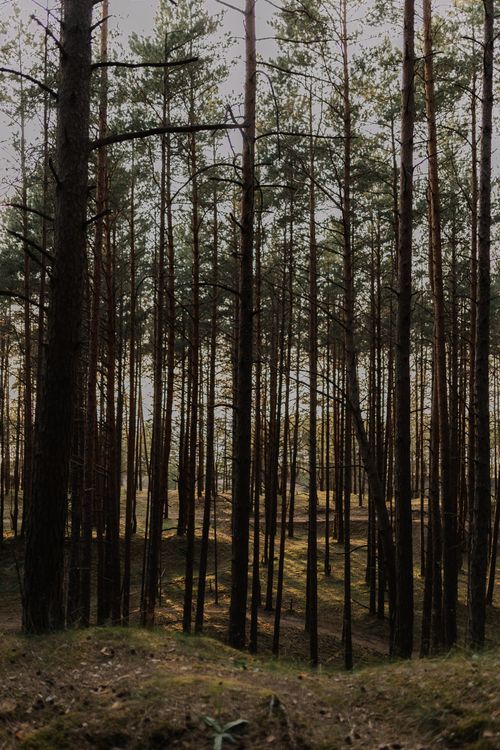 Free Tall coniferous trees in a serene forest create a scenic landscape view. Stock Photo