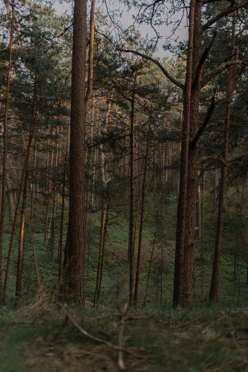 Free A tranquil pine forest scene captured during sunset, showcasing lush summer greenery. Stock Photo