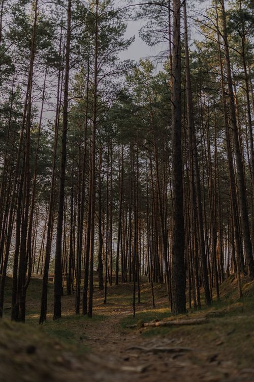 Free Explore a peaceful path through a lush pine forest at dusk, capturing nature's tranquility. Stock Photo