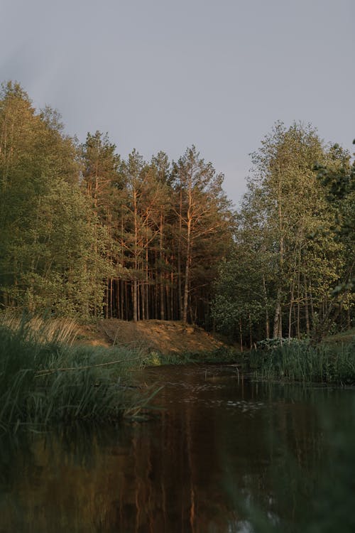 Stream Running through Pine Forest