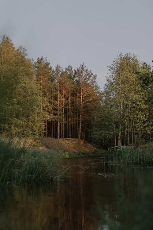 Free Serene forest landscape with reflective stream surrounded by lush pine trees at twilight. Stock Photo