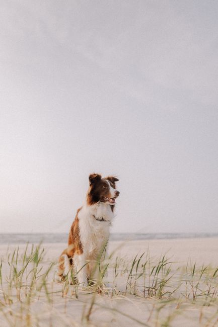 A happy border collie dog standing on a sandy beach with grass blades, enjoying a peaceful day by the sea.