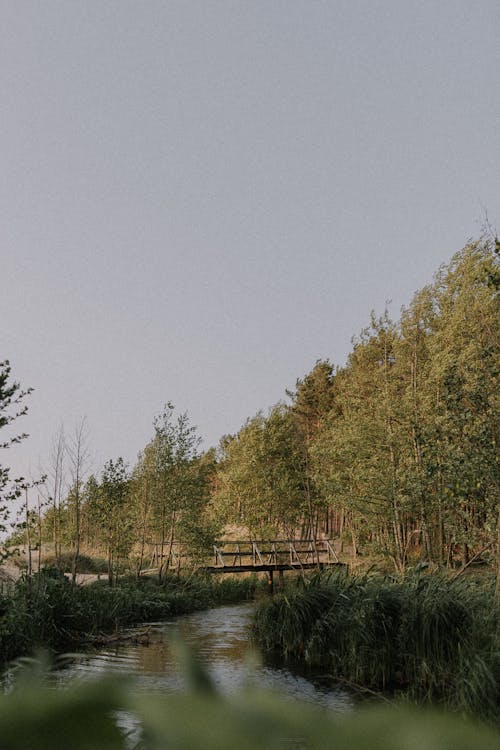 Old Wooden Bridge across Stream on Edge of Forest