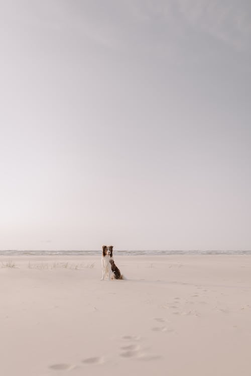 Dog Sitting on Beach by Sea Shore