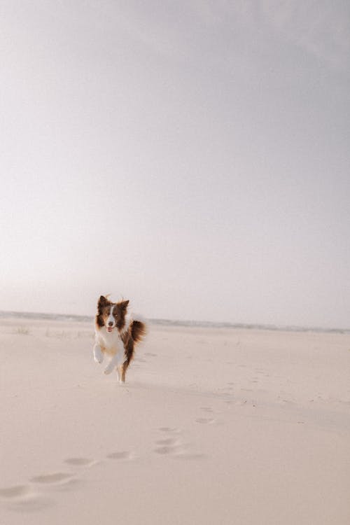 A Border Collie Dog on the Beach 