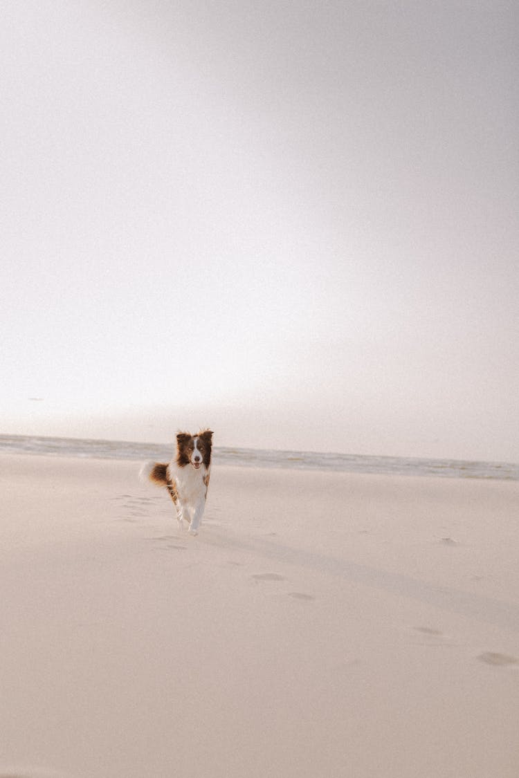 Dog Running On Beach