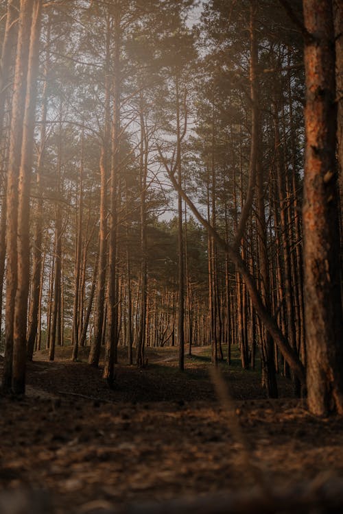 Foto profissional grátis de árvores, brilhando, calma
