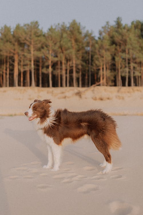 Gratis lagerfoto af border collie, dyr, hjemlig