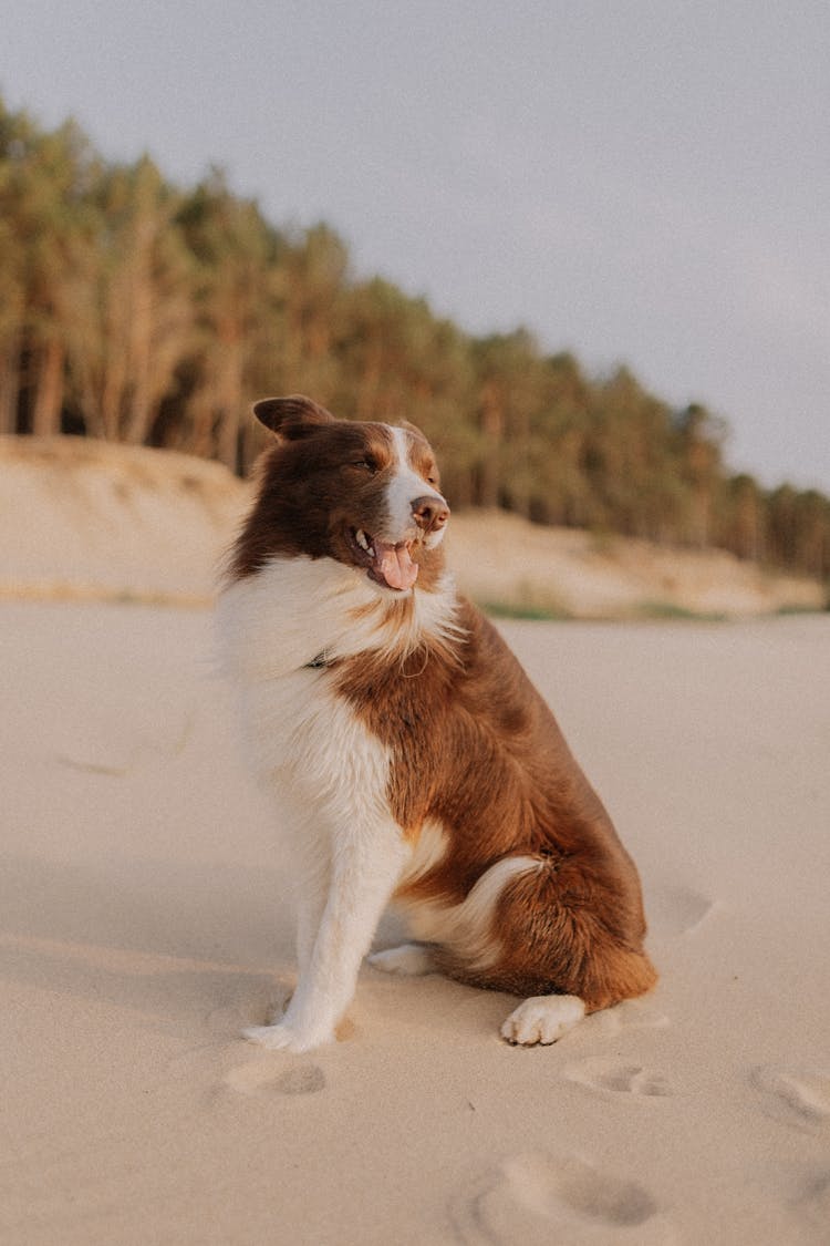 A Border Collie Dog On The Beach 