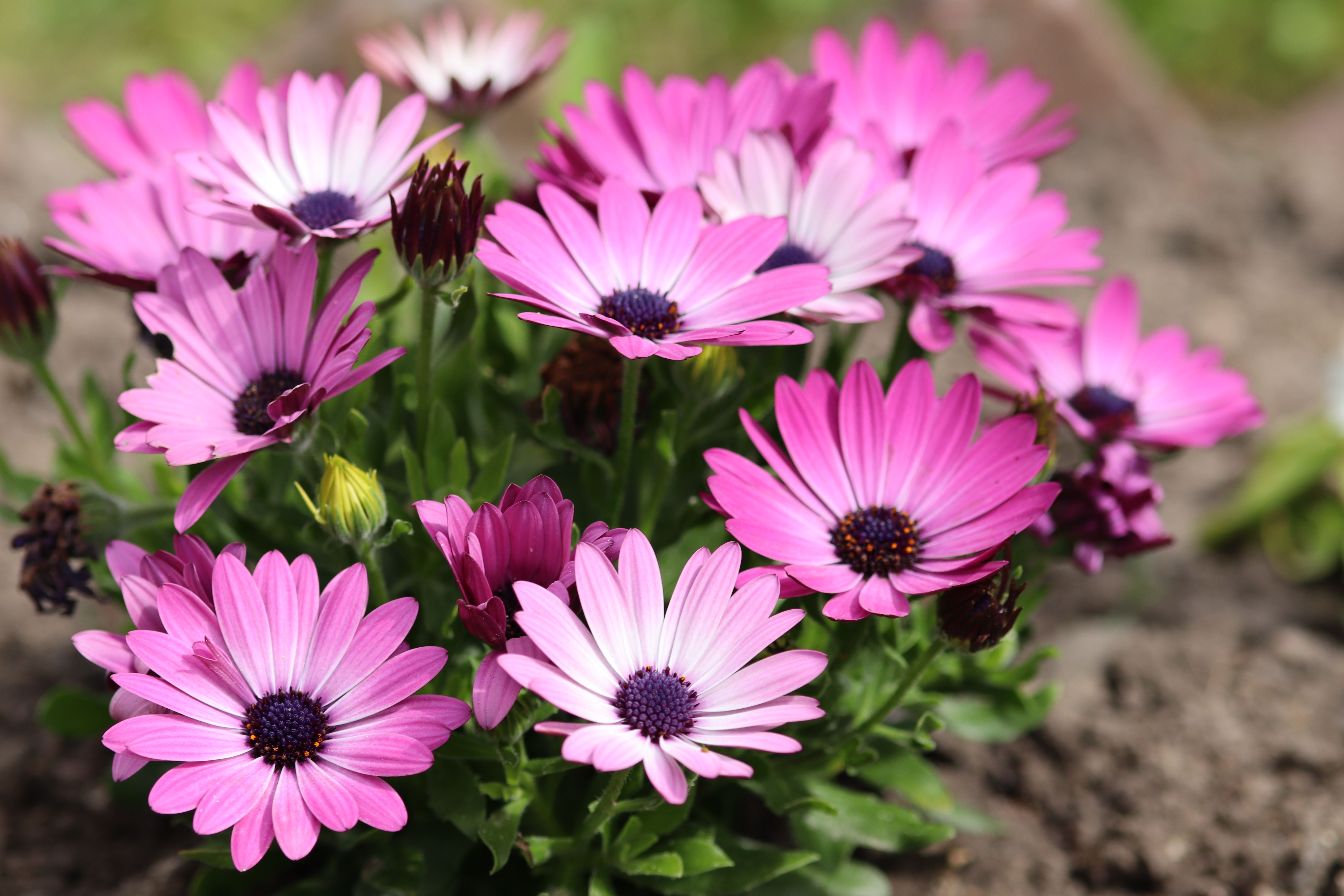 Close up of Purple Flowers · Free Stock Photo