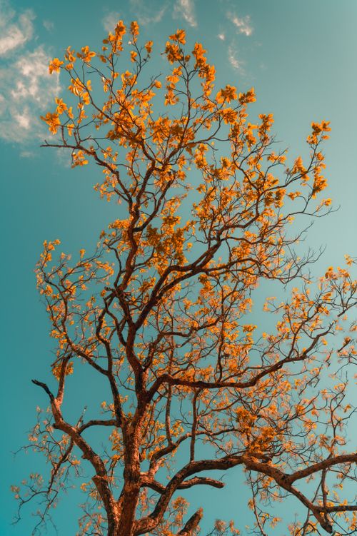 Free Beautiful autumn tree with golden leaves reaching up to a crisp, clear blue sky, symbolizing growth and change. Stock Photo