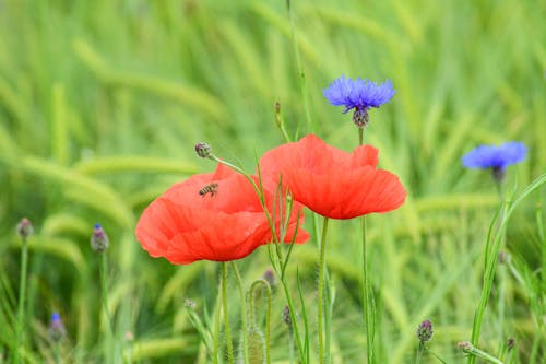 Close-up of Wild Flowers in the Meadow 