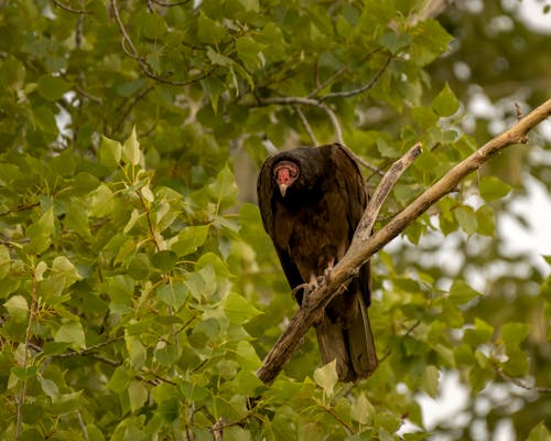 Close-up of a Vulture Sitting on a Tree Branch 