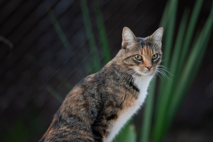 Tabby Cat Sitting