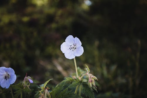 Kostenloses Stock Foto zu blume, blütenblätter, frisch