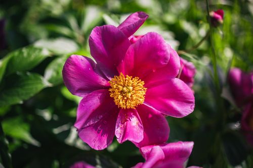 Free Close-up of a vibrant pink peony flower with yellow center in a sunlit garden setting. Stock Photo