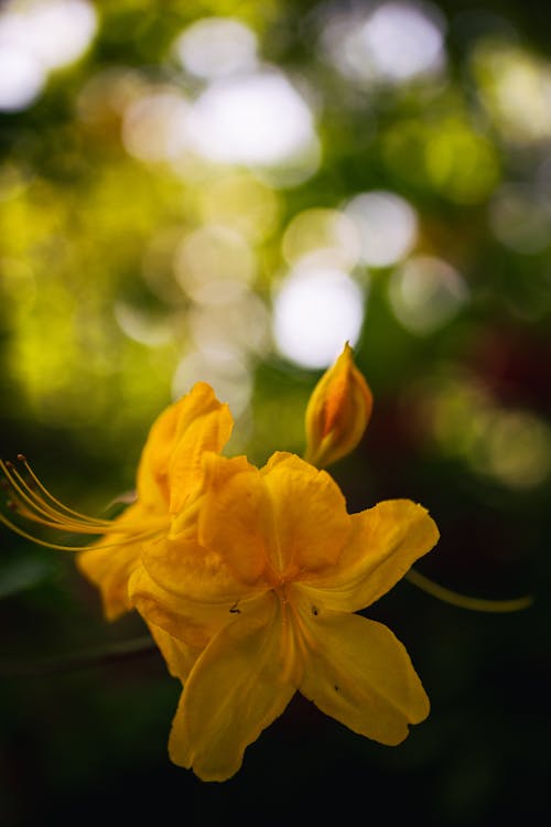 คลังภาพถ่ายฟรี ของ กลีบดอก, กุหลาบพันปี, ต้นไม้