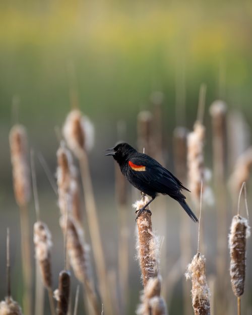 Free Close-up of a red-winged blackbird on a reed in Brewster, WA's nature setting. Stock Photo