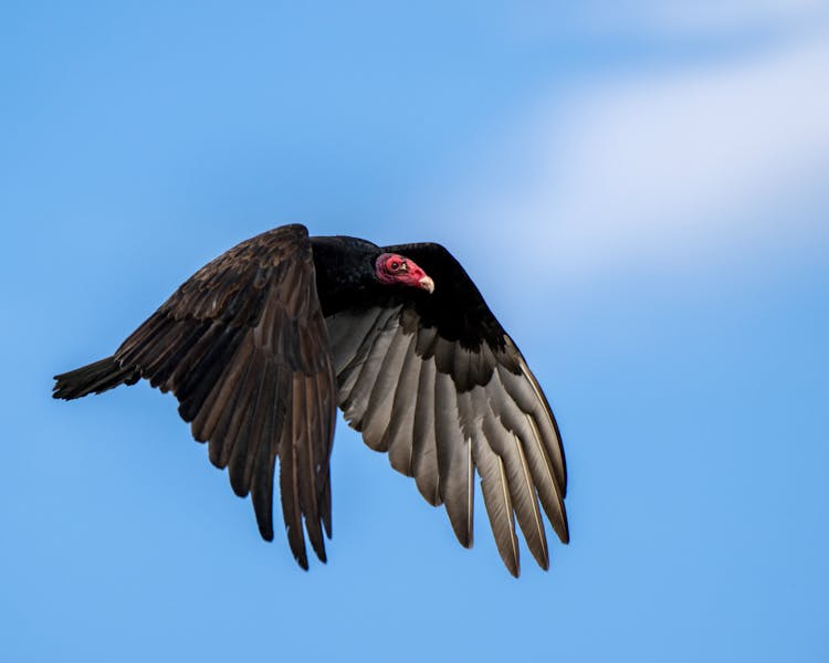 Black Turkey Vulture Flying