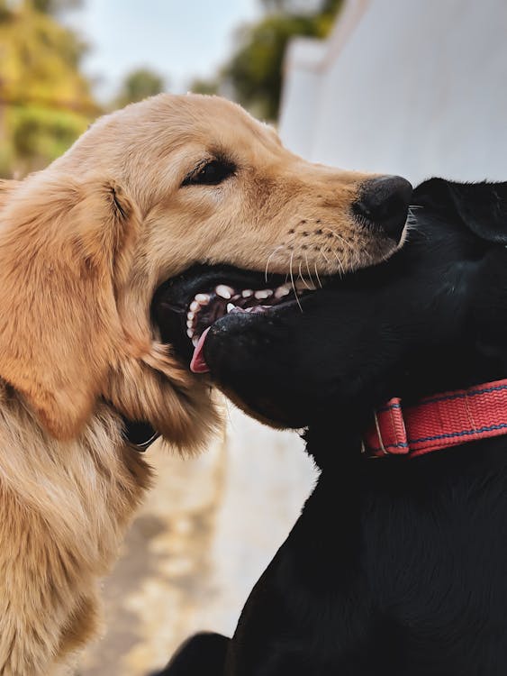 4kの壁紙 犬の無料の写真素材