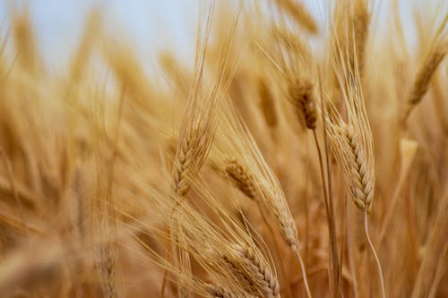 小麥, 田, 穗粒 的 免费素材图片
