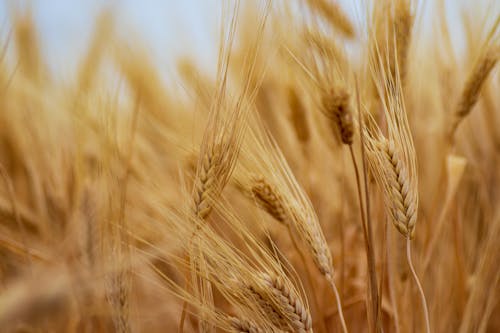 Kostenloses Stock Foto zu ackerland, außerorts, feld