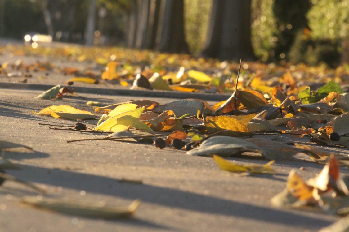 秋の落ち葉の無料の写真素材