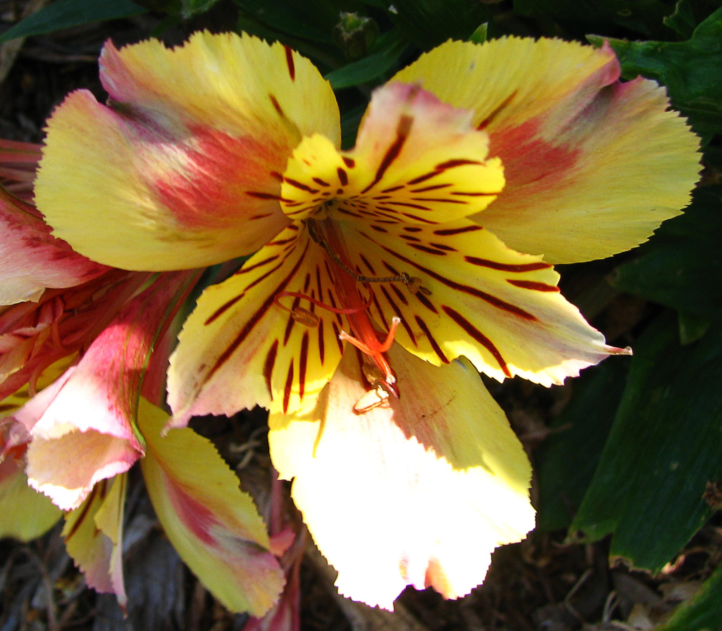 Foto Stok Gratis Tentang Bergaris Bunga Freesia