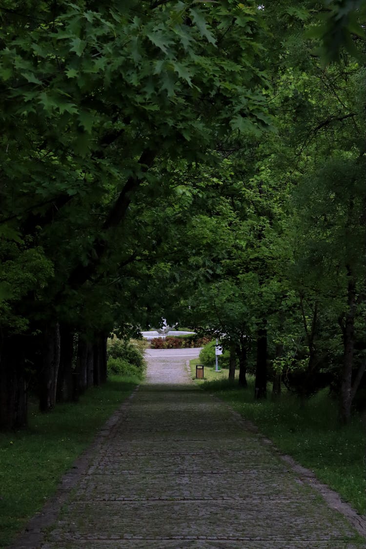 Park Alley Under Lush Oak Trees