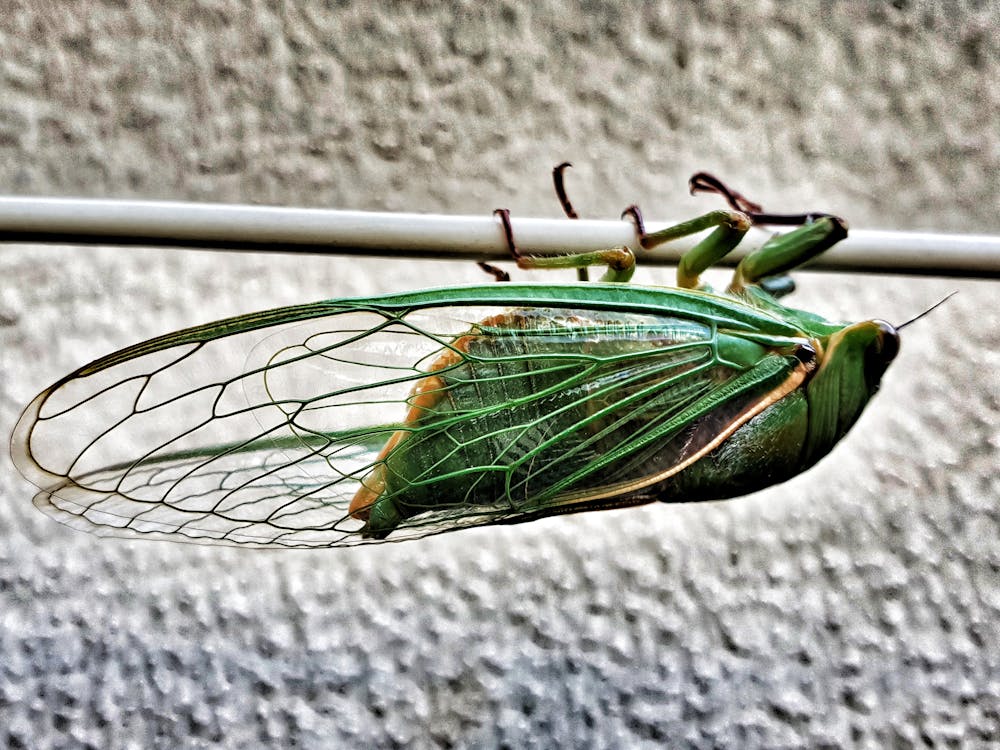 セミの孵化 緑の虫 翼のある昆虫の無料の写真素材