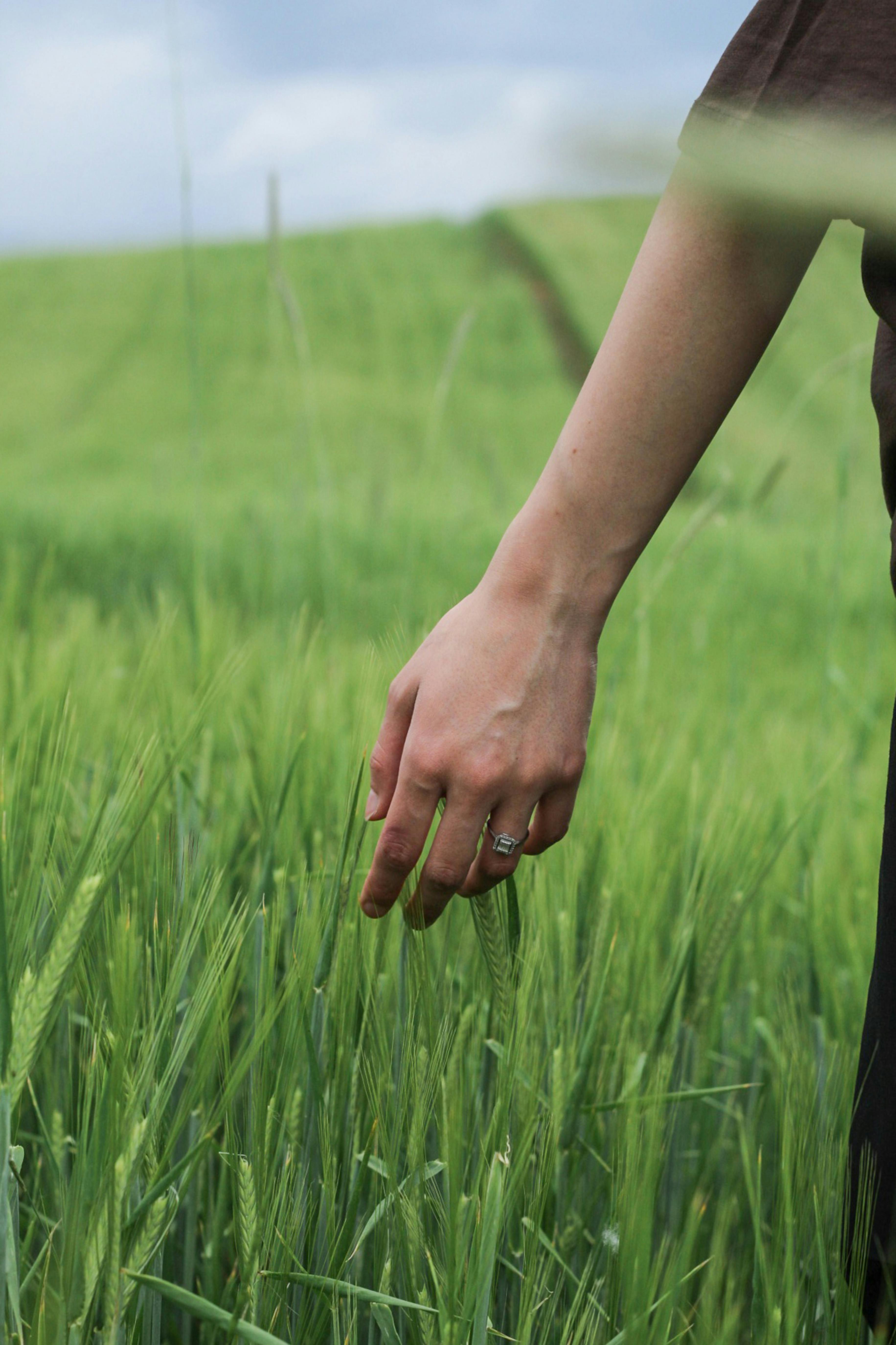 female hand, touch, grass Stock Photo