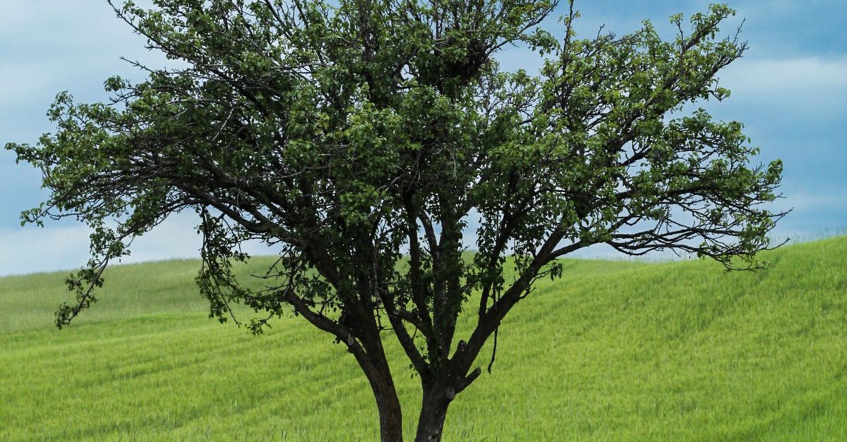 A Rural Tree Single Tree on Rural Field · Free Stock Photo
