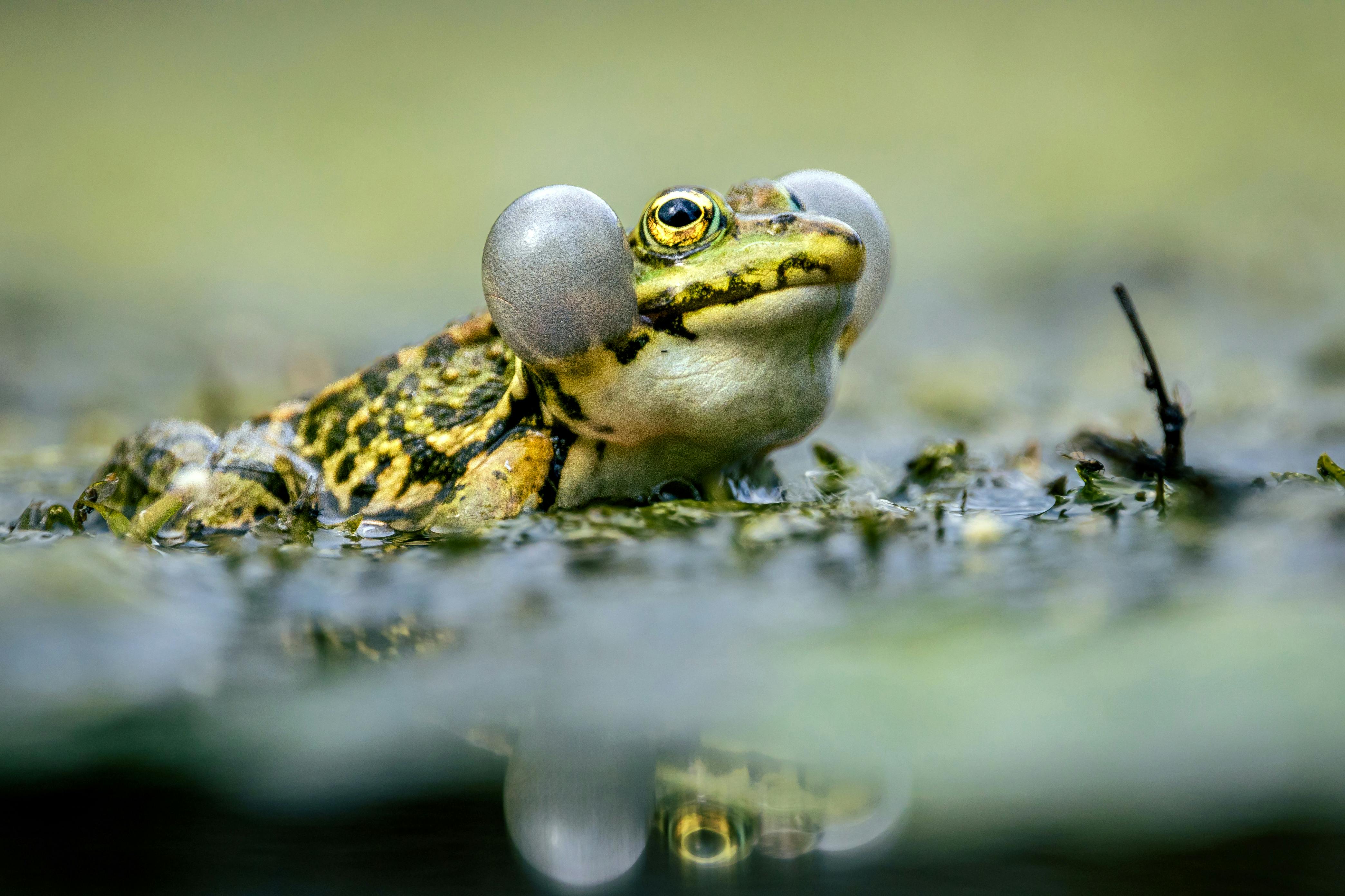 Close up of Frog · Free Stock Photo