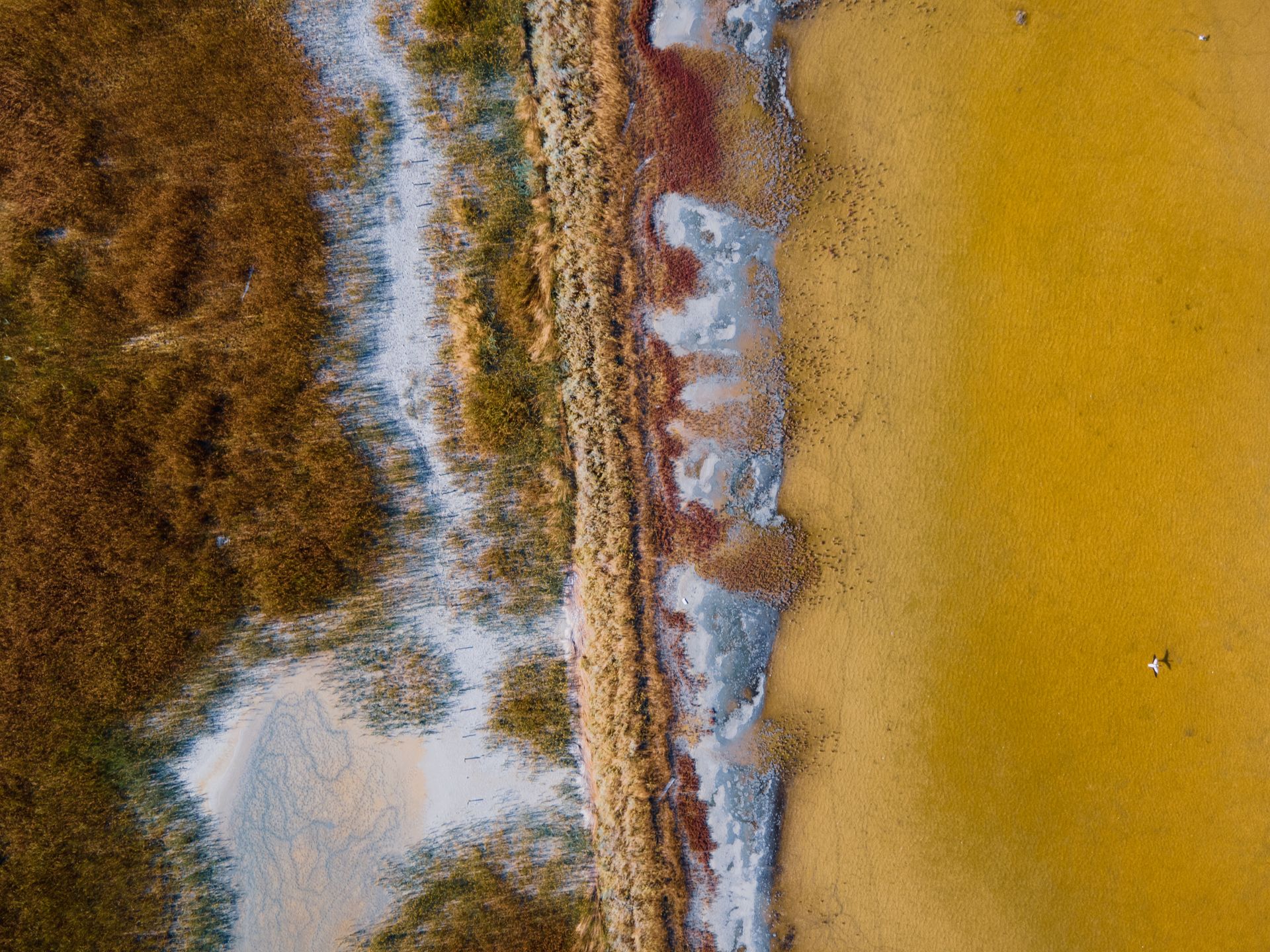 An aerial shot capturing a vivid contrast between a salt marsh and yellow waters, showcasing nature's beauty.