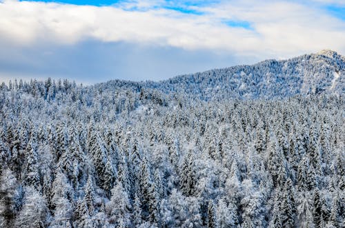 Foto profissional grátis de floresta, floresta de inverno, inverno
