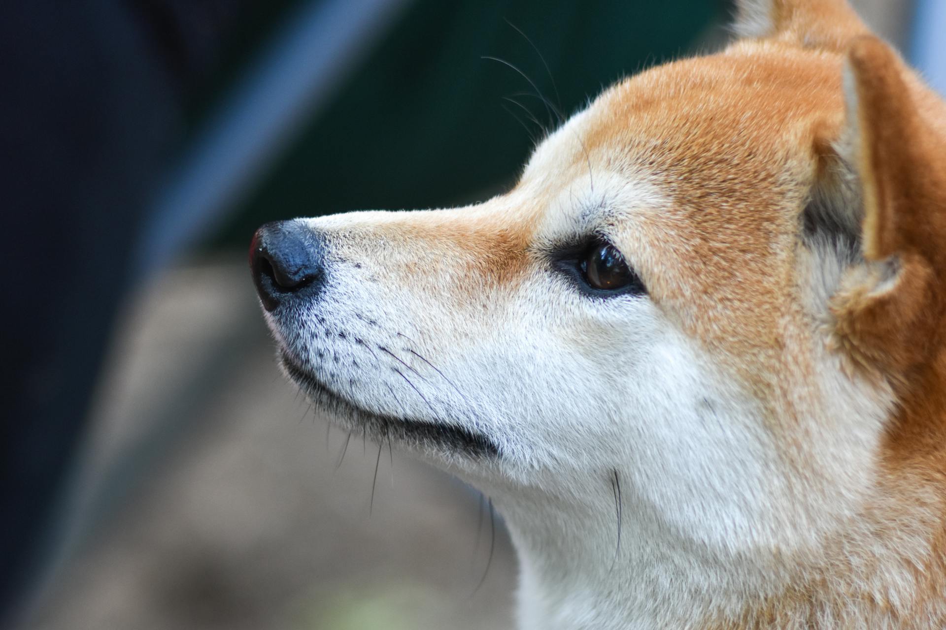 Vue rapprochée de la tête du Shiba Inu